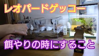 レオパの餌やりの手順紹介