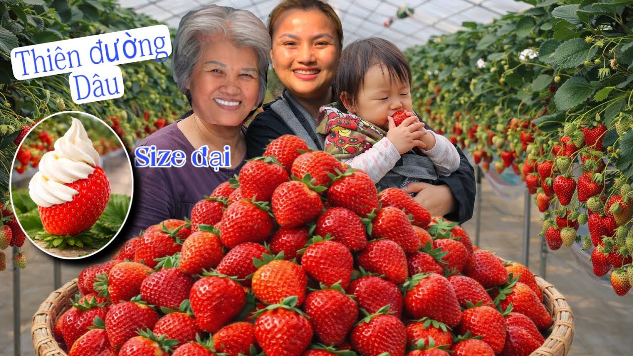 Khai Xuân Bằng Núi Dâu Tây + Kem Tươi  Tại vườn – Mẹ Lần Đầu Ăn Thử Và Cái Kết…