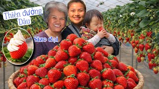 Khai Xuân Bằng Núi Dâu Tây + Kem Tươi  Tại vườn – Mẹ Lần Đầu Ăn Thử Và Cái Kết…