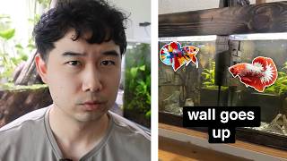 let's review this betta fish setup | Fish Tank Review 370