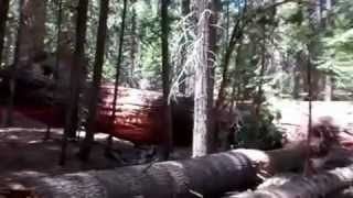 May 2012 : 2 Giant trees.  After the fall.
