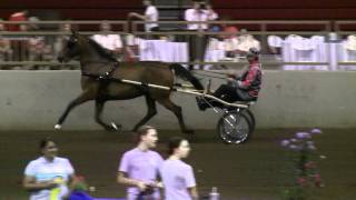 Class 86 Roadster Horse to Bike Championship