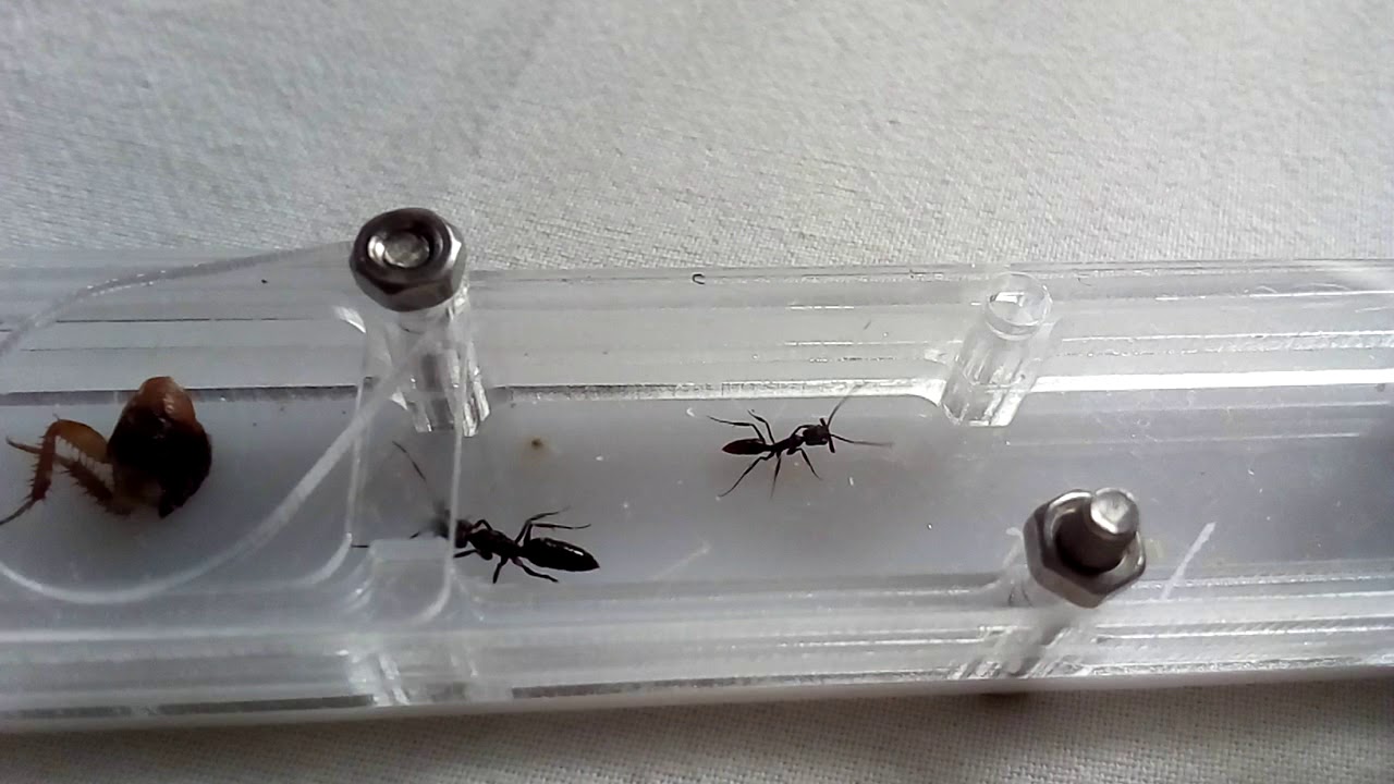 Odontomachus brunneus (Florida, USA) 05.12.2020