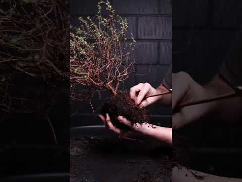 Video: Uzgoj stabla banyana - Vrtlarstvo Know How