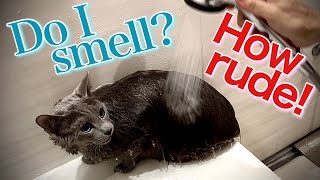 [Russian Blue] Do cats hate showers? How about towel drying? | Kotetsu cat