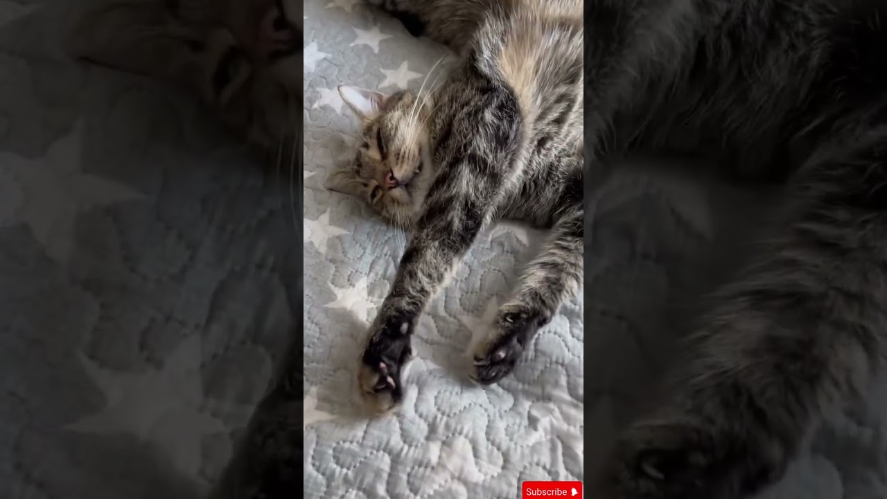 “The Adorable Story of Baby Cats – A Cute Journey of Growing Up ❤️🐱”