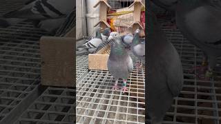 Passion, consistency and care — that’s what brings pigeon fanciers together. 🕊️❤️