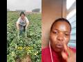 Amazing sweet potato farming techniques in rural China #viralvideo#farming#shortvideo#sweetpotato