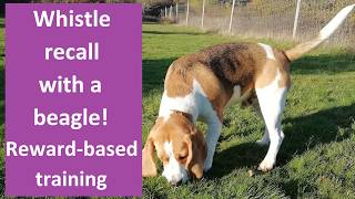 Whistle recall with a beagle! Reward-based training