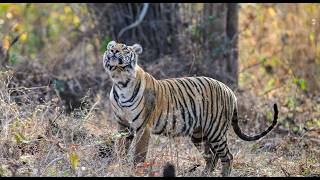 International Tiger Day The Big Cats That Shaped My Life Daily Dose of Nature