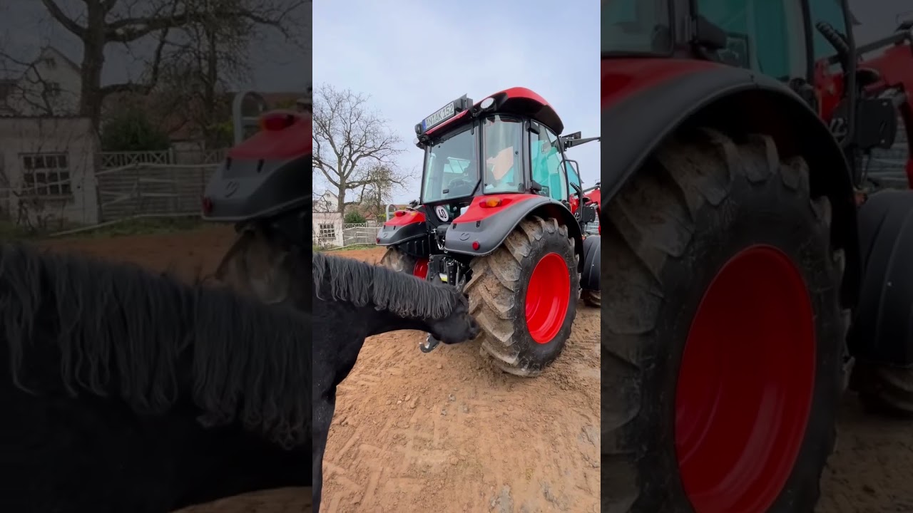 Foals - curious, curious & again curious 🙈 