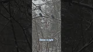 Апрель, снегопад и дикие голуби