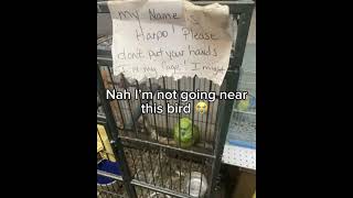 #dailymemes #j4f #funnyshorts #foryou