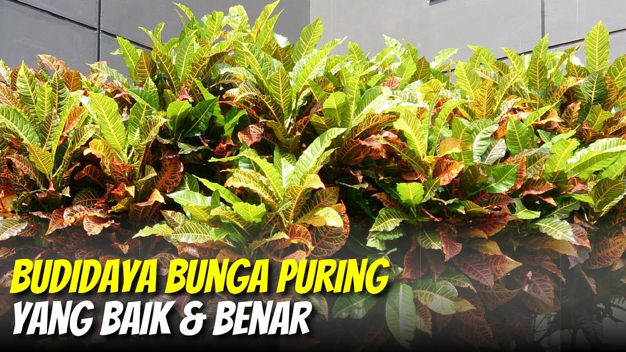 Budidaya Bunga Puring