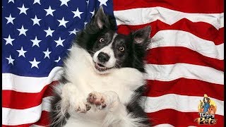 TOP #101: How To Keep Dogs Safe on 4th of July