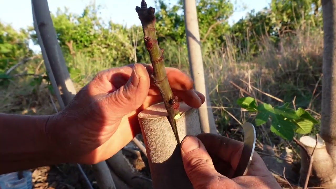 Injertar higueras, vemos los mejores métodos, RESULTADOS, seguimiento y evolución.