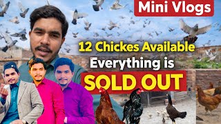 Sunday Ko Sialkot Murga mandi ki video ay gi in sha Allah✅❤️🏆 12 chikes Avaliable with Murgi#shorts 