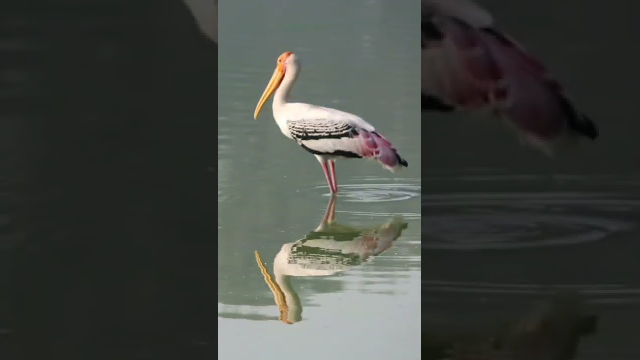 Sanjay Lake - Greenzones of Delhi - Nature Walk and Bird Watching 