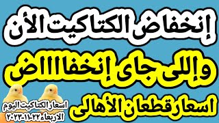 اسعار الكتاكيت البيضاء اليوم/سعر الكتاكيت اليوم الاربعاء ٢٢-١١-٢٠٢٣ في مصر