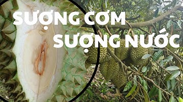 nhà vườn trồng sầu riêng có muốn hết sượng cơm, sượng nước