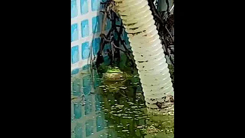 Male Southern Bell Frog Croaking in the Swimming Pool aka Frog Pond