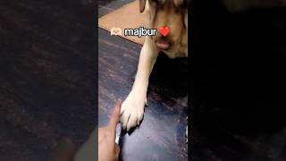 reh na paun tujhse door ..❤️☺️🐾 Bella !!❤️#labrador #trending #viral #shorts #pets #youtubeshorts