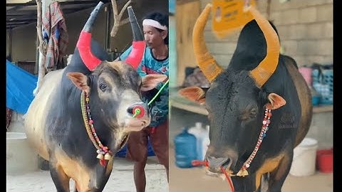 ประวัติเต็มคู่2ล้าน ซุปเปอร์บอล VS #แมสซี่ #วัวชนวันนี้ #ข้อมูลวัวชนพี่เสือ #พี่เสือแดนใต้ #ดูวัวชน