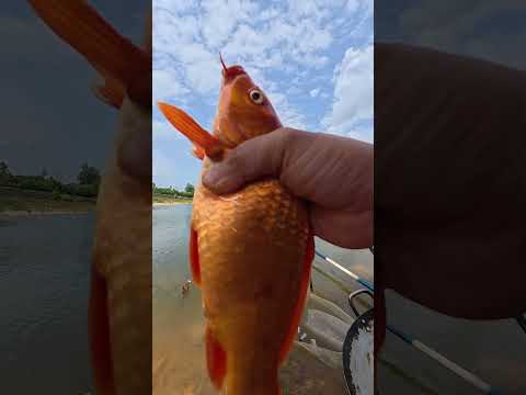 Đại chiến cá chó.. #caođàitổng #fishing #caucathugian