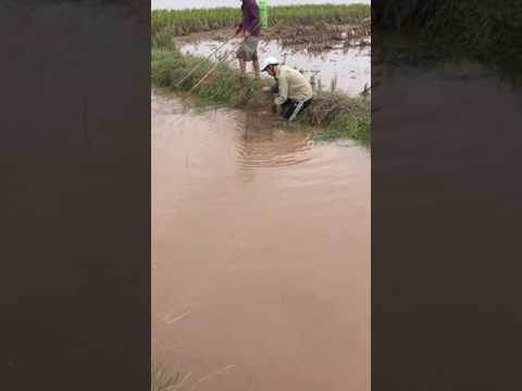 Video Cung Cấp LỒNG BÁT QUÁI giá Rẻ nhất tại Việt Nam!... - youtube
