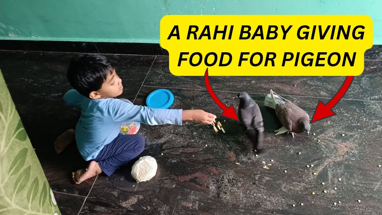 A Rahi baby giving food a Pigeon 🫘🕊️ | Raiyan Rahi fast vlog New year ...