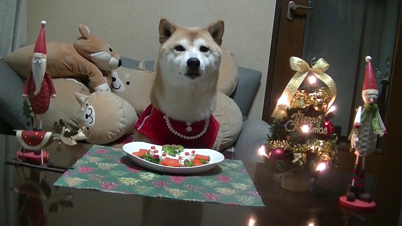 柴犬マイア メリークリスマス19 マイア 柴犬ですが服着て悪い