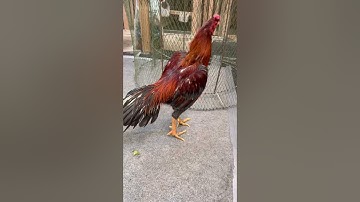 Qaibthai: black bull line 2x 2sec wing now