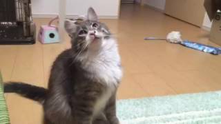 パンチを繰りだす猫 ノルウェージャンフォレストキャット Repeat the punch. Norwegian Forest Cat.
