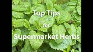 Get Gardening: Herbidacious (Part 2, Supermarket Herbs)