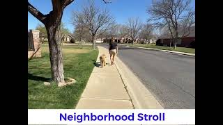 10 - Baxter takes a “no pull “walk through the neighborhood with Shelly Bayless @ik9trainers551 