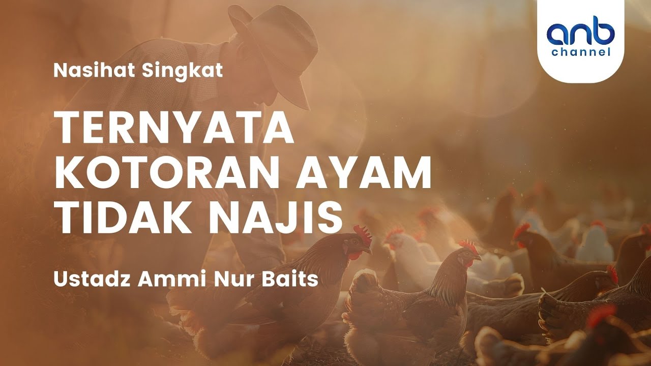 Ternyata Kotoran Ayam Tidak Najis | Ustadz Ammi Nur Baits