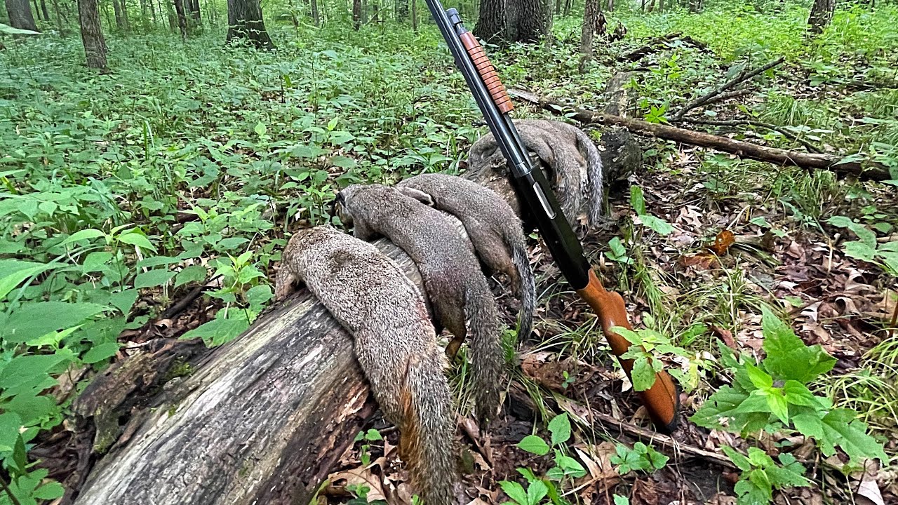 Squirrel Hunting Madness (QUICK LIMIT) YouTube