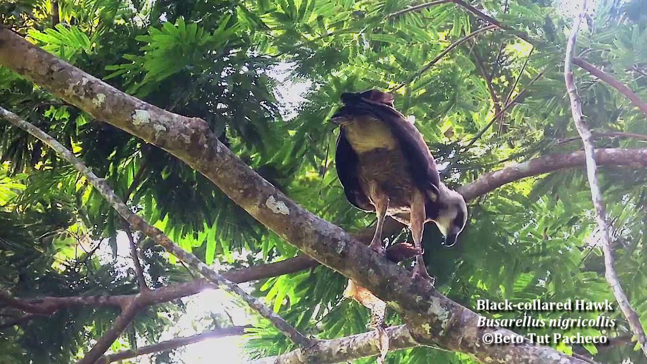 Black collared Hawk: Expedición de aves del mundo maya 
