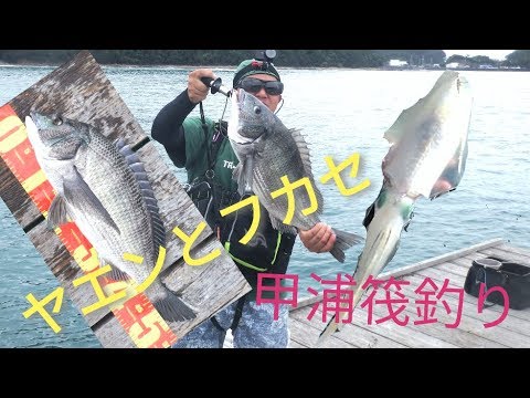 19年8月11日 高知県甲浦 筏 アオリイカヤエン フカセ釣り Youtube