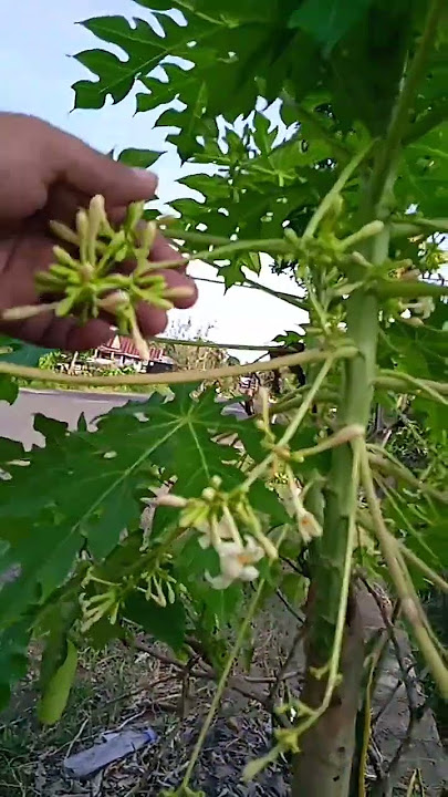 pepaya jantan tidak bisa berbuah