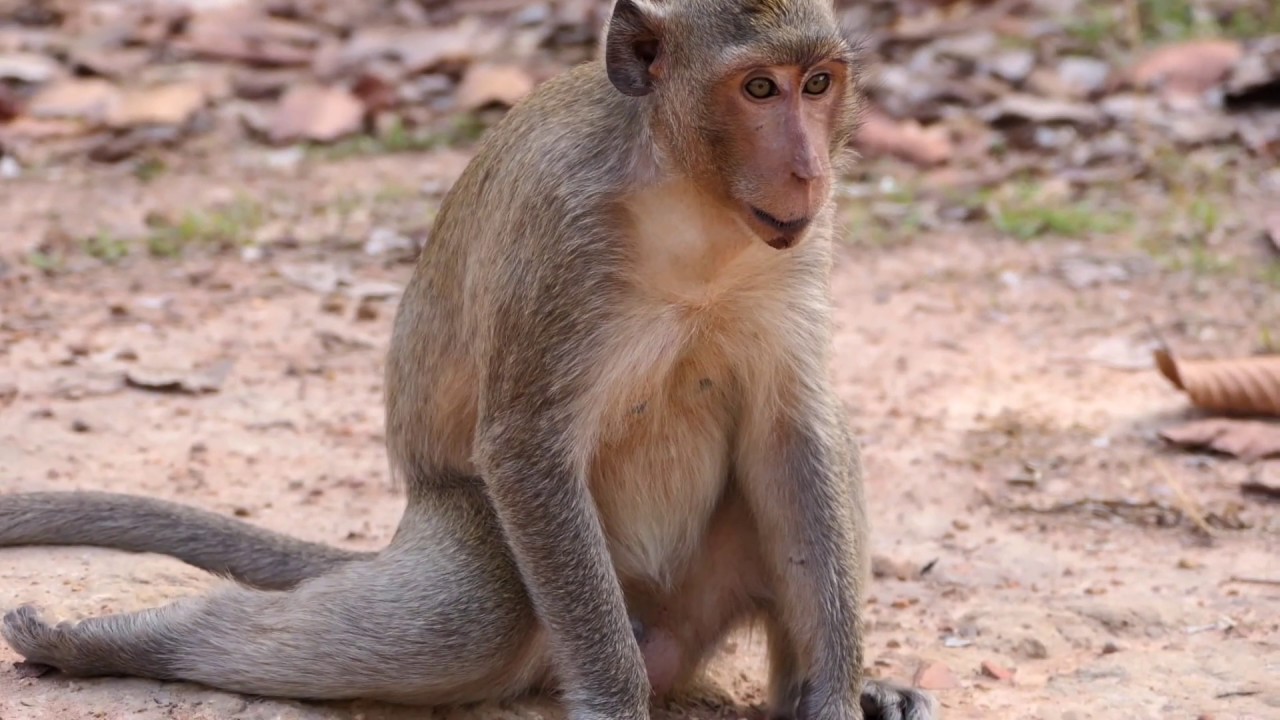 Million Luck in 1000 Dangers...... Monkey Daro fall down from the tree 40 maters height, but no dead