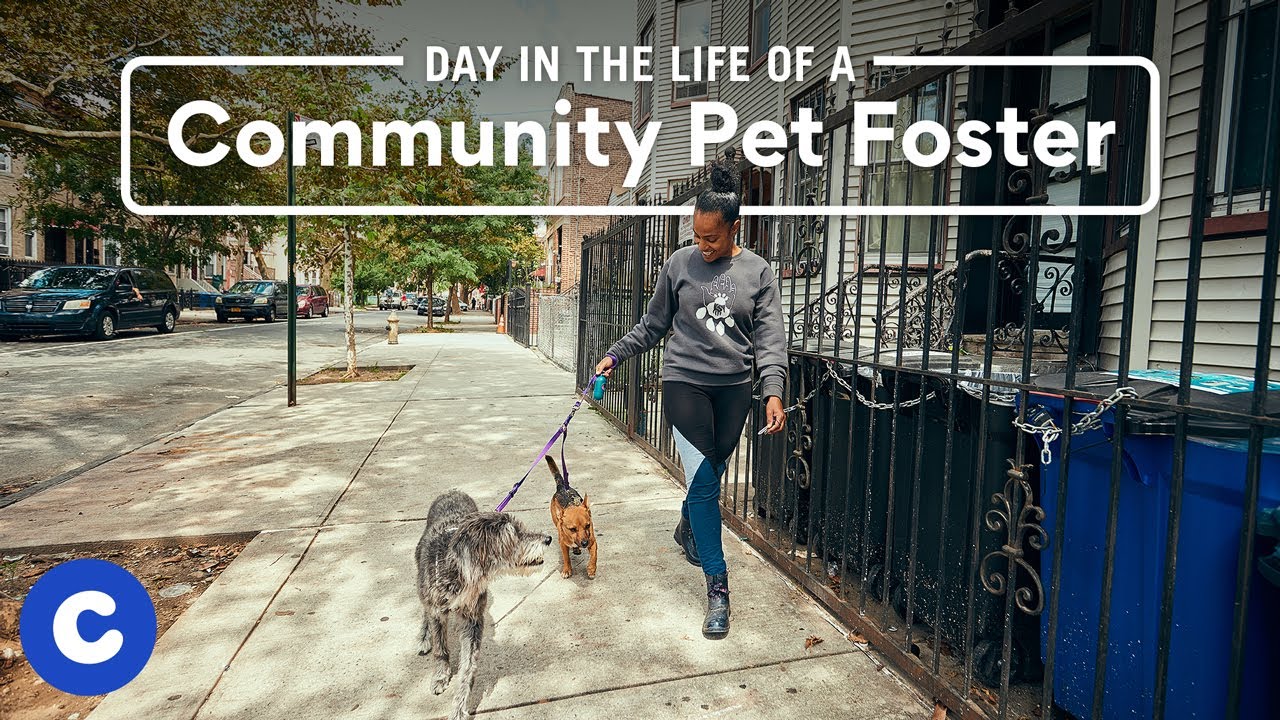 A Day in the Life of a Community Pet Foster | Chewy