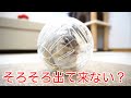 【シマリス】手のひらサイズのボールに綺麗に収まってしまったリスがこちら...