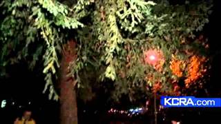 Tips To Check Trees In Windy Weather