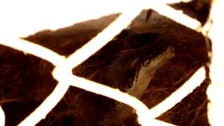 Python Eats Rabbit In Zoo