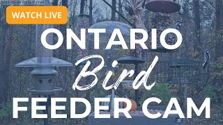 Ontario Bird Feeder Cam The Most Colourful Birds in 4K