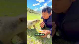 El perrito de la pradera le robó una galleta…