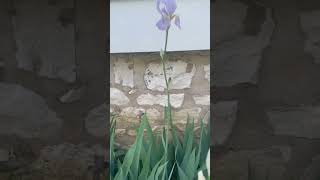 Iris Pallida Aureo Variegata.