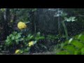 Gentle Rain Drop Sounds with Hint of Thunder | Nature Therapy for Relaxation