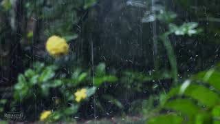 Gentle Rain Drop Sounds With Hint Of Thunder | Nature Therapy For Relaxation